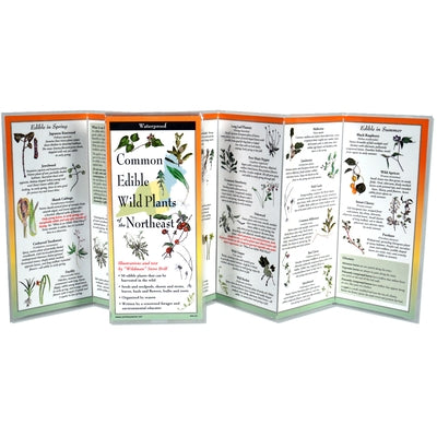 Edible Plants of the Northeast by Brill, Steve