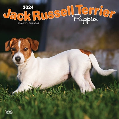 Jack Russell Terrier Puppies 2024 Square by Browntrout