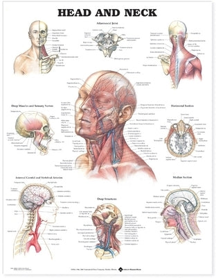 Head and Neck Anatomical Chart by Anatomical Chart Company