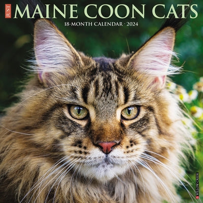 Just Maine Coon Cats 2024 12 X 12 Wall Calendar by Willow Creek Press
