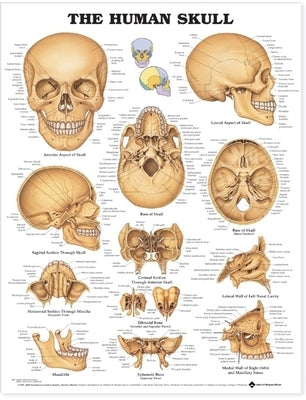 The Human Skull Anatomical Chart by Anatomical Chart Company