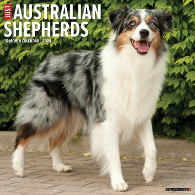 Just Australian Shepherds 2024 12 X 12 Wall Calendar by Willow Creek Press