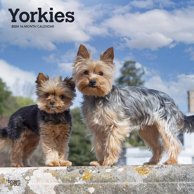 Yorkshire Terriers 2024 Square by Browntrout