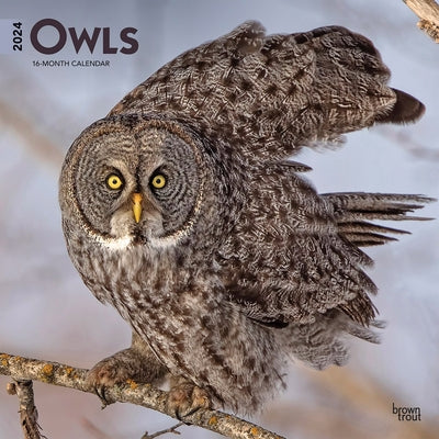 Owls 2024 Square by Browntrout