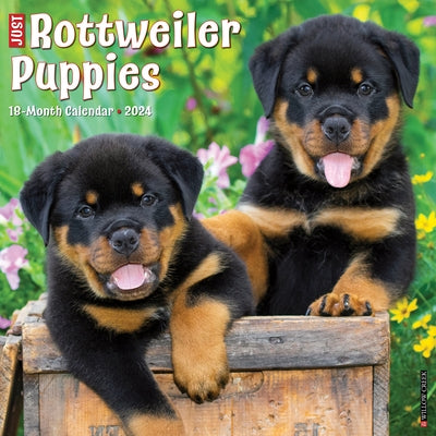 Just Rottweiler Puppies 2024 12 X 12 Wall Calendar by Willow Creek Press