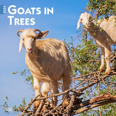 Goats in Trees 2024 Square by Browntrout