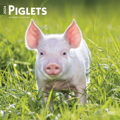 Piglets 2024 Square by Browntrout