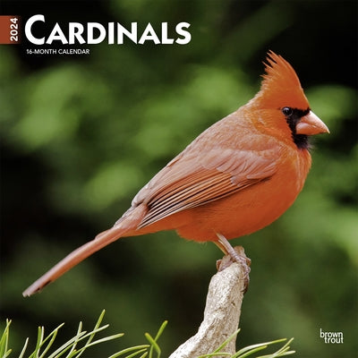 Cardinals 2024 Square by Browntrout