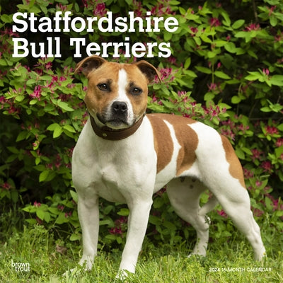 Staffordshire Bull Terriers 2024 Square by Browntrout