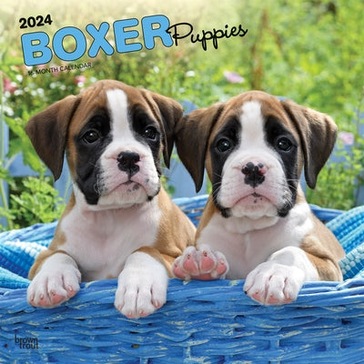 Boxer Puppies 2024 Square by Browntrout