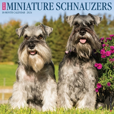 Just Miniature Schnauzers 2024 12 X 12 Wall Calendar by Willow Creek Press