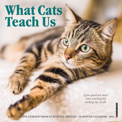 What Cats Teach Us 2024 7 X 7 Mini Wall Calendar by Willow Creek Press