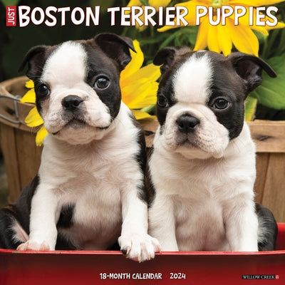 Just Boston Terrier Puppies 2024 12 X 12 Wall Calendar by Willow Creek Press