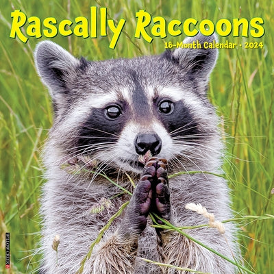 Rascally Raccoons 2024 12 X 12 Wall Calendar by Willow Creek Press