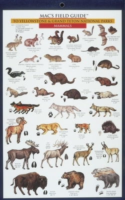 Mac's Field Guides: Yellowstone Birds & Mammals by Macgowan, Craig