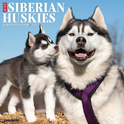 Just Siberian Huskies 2024 12 X 12 Wall Calendar by Willow Creek Press