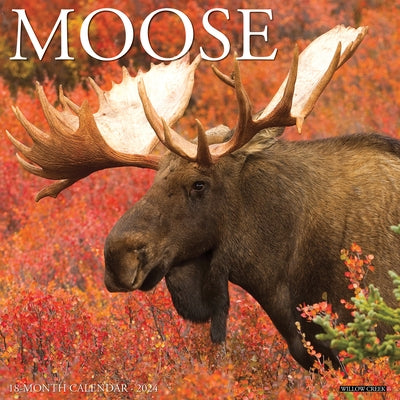 Moose 2024 12 X 12 Wall Calendar by Willow Creek Press