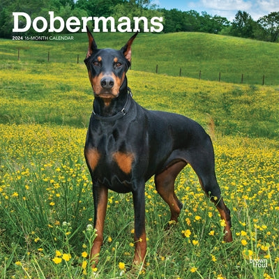 Dobermans 2024 Square by Browntrout