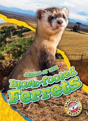 Black-Footed Ferrets by Grack, Rachel