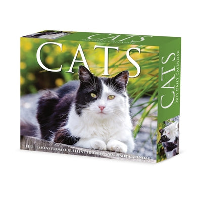 Cats 2025 6.2 X 5.4 Box Calendar by Willow Creek Press