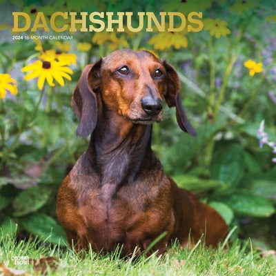 Dachshunds 2024 Square Foil by Browntrout