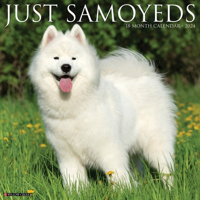 Just Samoyeds 2024 12 X 12 Wall Calendar by Willow Creek Press