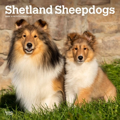 Shetland Sheepdogs 2024 Square by Browntrout