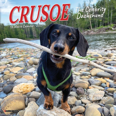 Crusoe the Celebrity Dachshund 2025 7 X 7 Mini Wall Calendar by Ryan Beauchesne