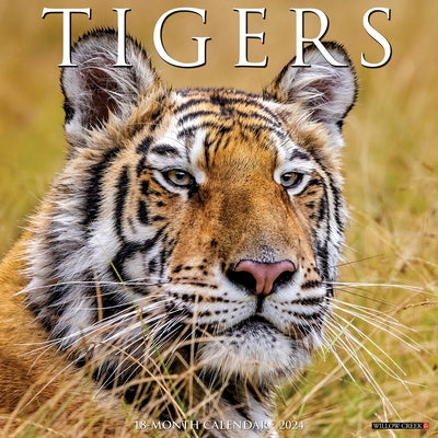 Tigers 2024 12 X 12 Wall Calendar by Willow Creek Press