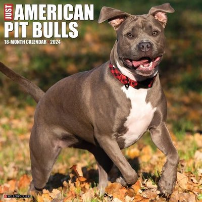 Just American Pit Bull Terriers 2024 12 X 12 Wall Calendar by Willow Creek Press