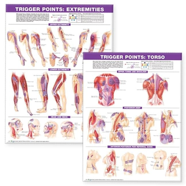 Trigger Point Chart Set: Torso & Extremities Paper by Anatomical Chart Company