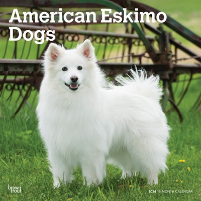 American Eskimo Dogs 2024 Square by Browntrout