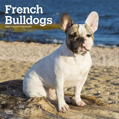 French Bulldogs 2024 Square by Browntrout