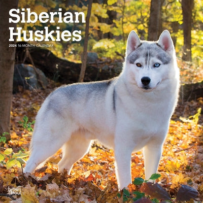 Siberian Huskies 2024 Square by Browntrout