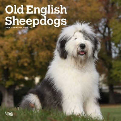 Old English Sheepdogs 2024 Square by Browntrout