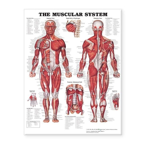 The Muscular System Giant Chart by Anatomical Chart Company