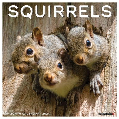 Squirrels 2024 12 X 12 Wall Calendar by Willow Creek Press