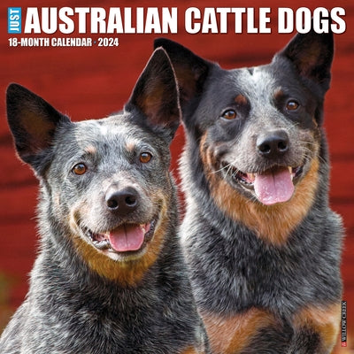 Just Australian Cattle Dogs 2024 12 X 12 Wall Calendar by Willow Creek Press