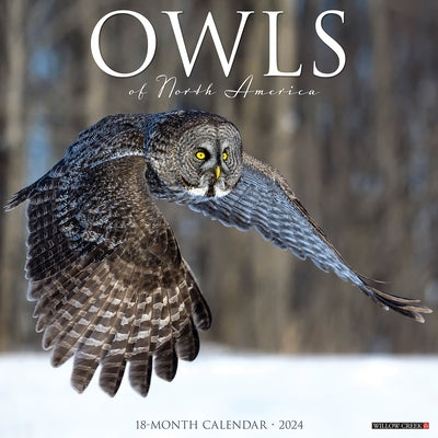 Owls 2024 12 X 12 Wall Calendar by Willow Creek Press