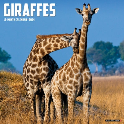 Giraffes 2024 12 X 12 Wall Calendar by Willow Creek Press