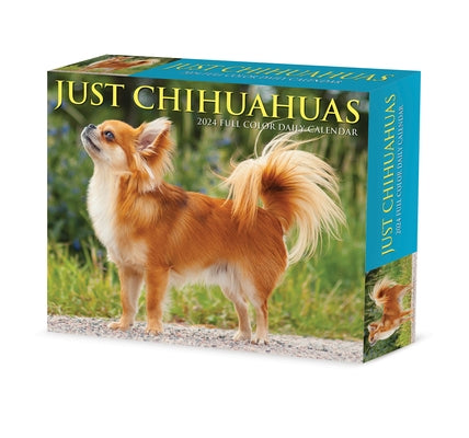 Chihuahuas 2024 6.2 X 5.4 Box Calendar by Willow Creek Press