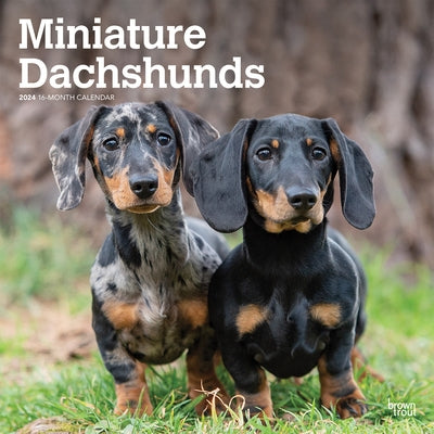 Dachshunds, Miniature 2024 Square by Browntrout