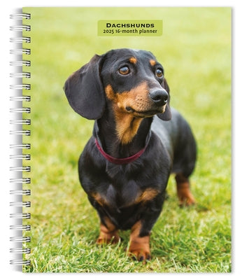 Dachshunds 2025 6 X 7.75 Inch Spiral-Bound Wire-O Weekly Engagement Planner Calendar New Full-Color Image Every Week by Browntrout