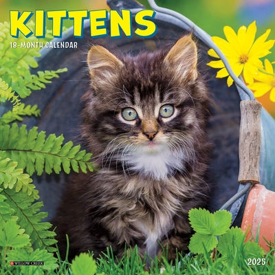 Kittens 2025 7 X 7 Mini Wall Calendar by Willow Creek Press