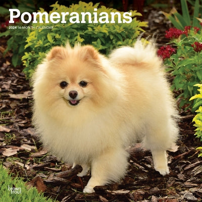 Pomeranians 2024 Square by Browntrout