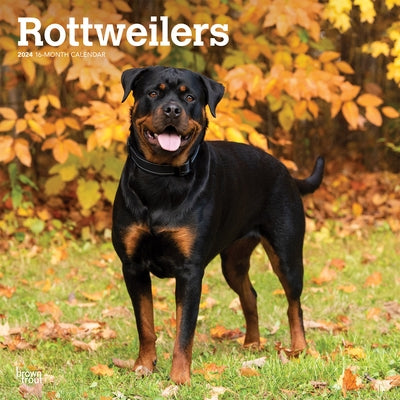 Rottweilers 2024 Square by Browntrout