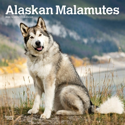 Alaskan Malamutes 2024 Square by Browntrout