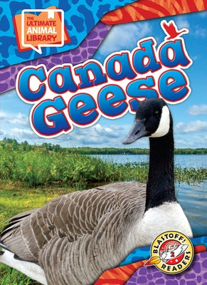 Canada Geese by Scheffer, Janie