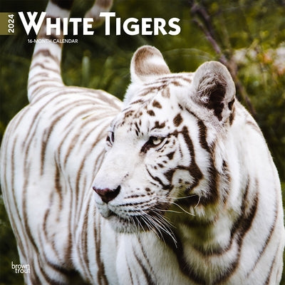 White Tigers 2024 Square by Browntrout