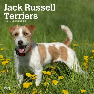 Jack Russell Terriers 2024 Square by Browntrout